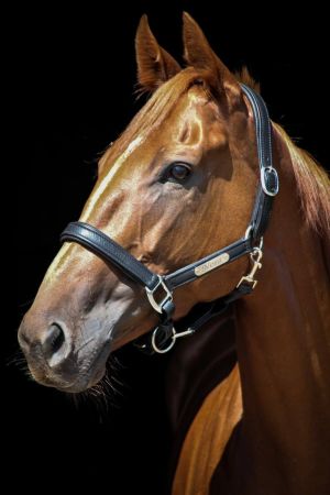 Kantar DAW-MAG De Luxe