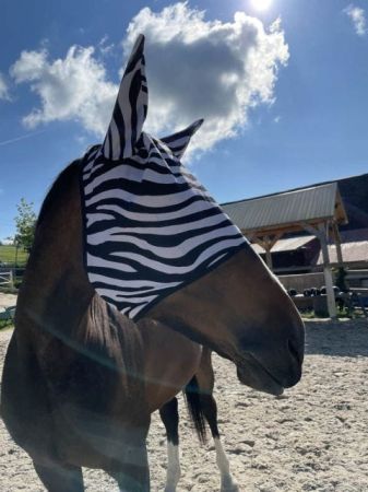 Zebra 1.jpg