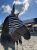 Zebra 1.jpg