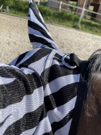 Zebra 2.jpg