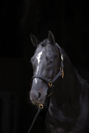 TopLine, czarny, 8.jpg