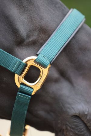 TopLine, zielony 5.jpg