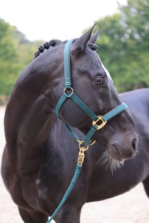 TopLine, zielony 7.jpg