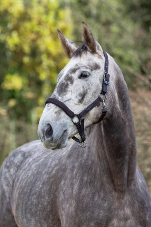 Royal, czarny_fuksja 4.jpg