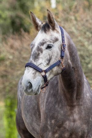 Royal niebieski_karmelowy 4.jpg