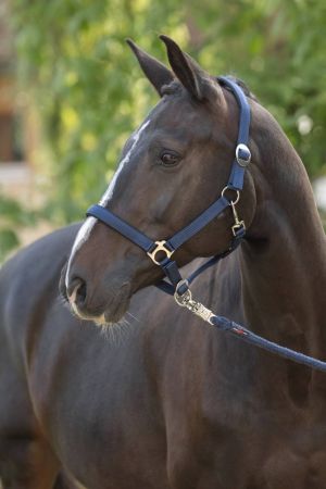 Doria, granatowy 4.jpg