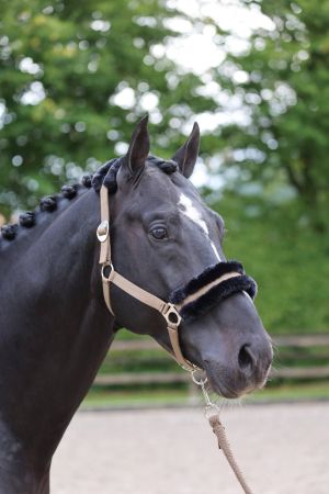 ClassicSoft, brązowy 5.jpg