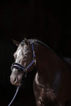 ClassicSoft, granatowy 3.jpg