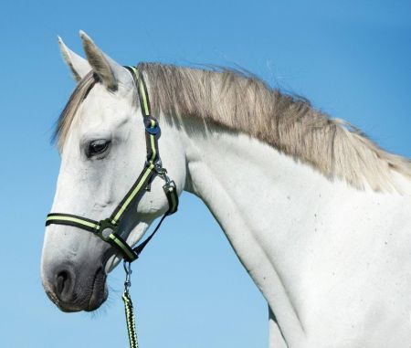 Hippo antracytowo-zielony 3.jpeg