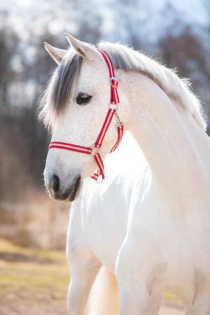 Hippo, bordowy 3.jpg