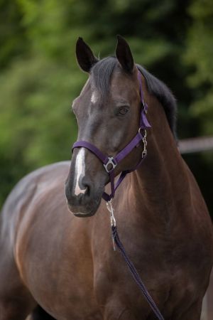 Hippo, fioletowy 1.jpg