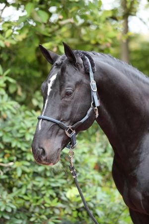 Cordano, niebieski, 4.jpg