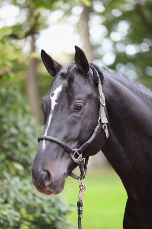 Cordano, oliwkowy 4.jpg