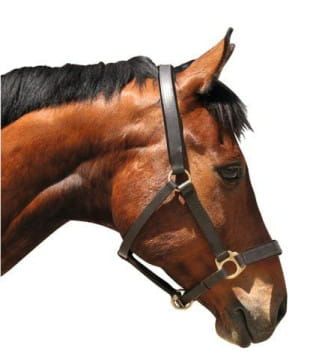 Eco, skórzany, brązowy.jpeg