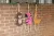 lama 2.webp