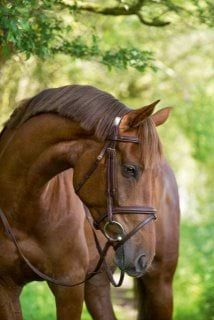 Classic, brązowy 4.jpg