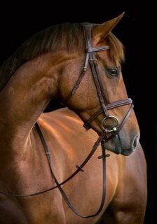 Classic, brązowy 5.jpg