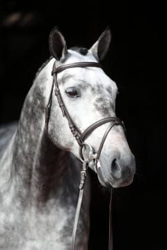 Standard, brązowy, 2.jpg