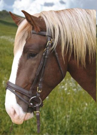 dla konia zimnokrwistego, czarny 2.jpeg