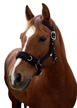 Przejdź do produktu Kawecan dla konia COVALLIERO czarny