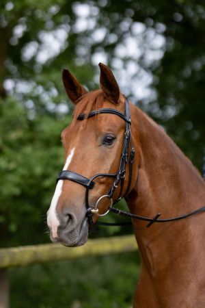 Chio Bridle 4.jpg