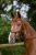 Chio Bridle 4.jpg