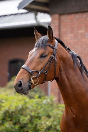 Chio Bridle brąz 4.jpg