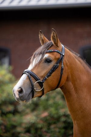 Rainbow Dash Pony Bridle 6.jpg