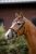 Rainbow Dash Pony Bridle 6.jpg