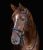 X-Line bridle Work czarne 2.jpg