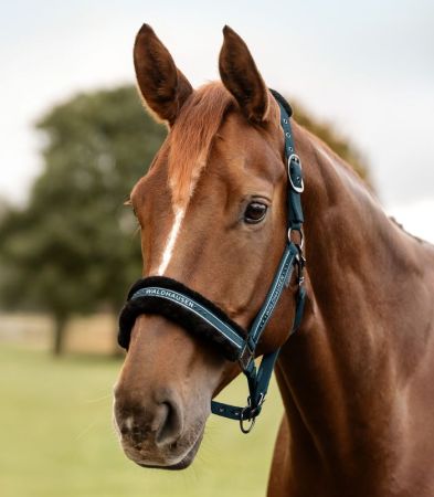 Elegant petrol 2.jpg