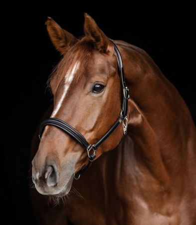 Waldhausen Classy S-Line czarny 2.jpg