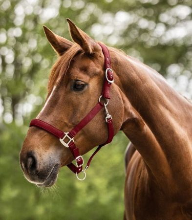 Halter Satin burgund 3.jpg