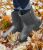 Rainless szare 3.jpg