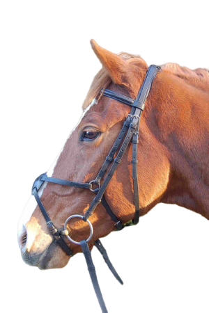 Ogłowie DAW-MAG sportowe podszywane Accenti z nachrapnikiem meksykańskim bez wodzy