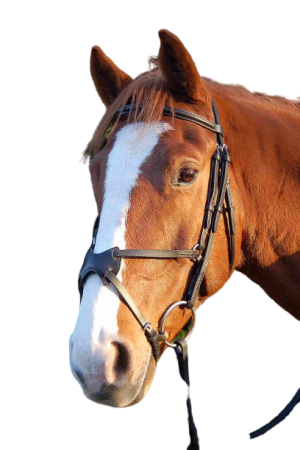 Ogłowie DAW-MAG sportowe podszywane Accenti z nachrapnikiem meksykańskim bez wodzy