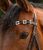 X-Line Browband 2.jpg