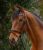 Polo niebieski 3.jpg