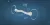 Loose Ring Snaffle 2.webp