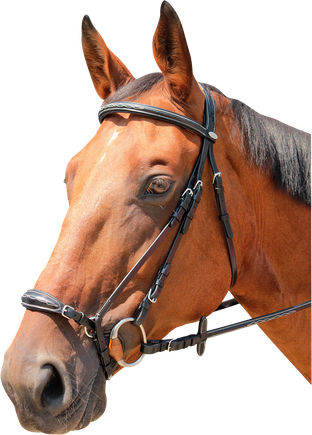 Ogłowie KENTAUR Clarkville 10237.png