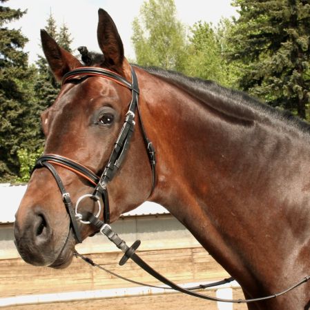 Ogłowie DAW MAG sportowe podszywane.jpg