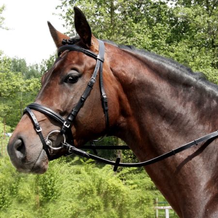 Ogłowie DAW-MAG sportowe podszywane bez wodzy podszycie czarne.jpg