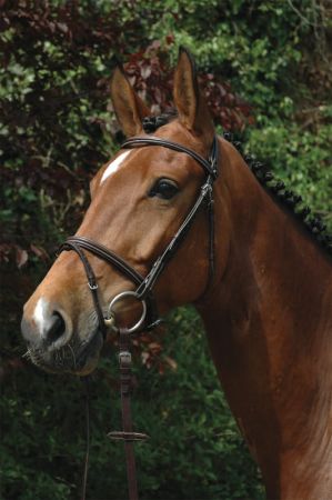 Ogłowie CANTER CLUB ciemny brąz.jpg