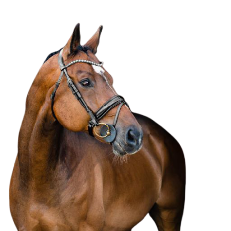 Ogłowie HORZE Clermont czarne1.png