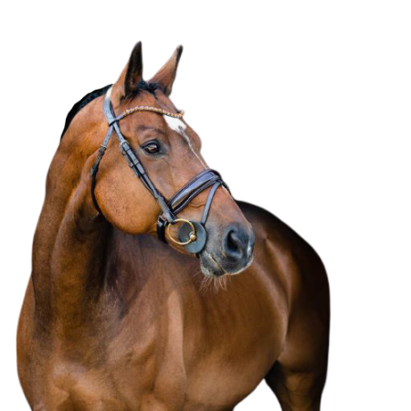 Ogłowie HORZE Clermont ciemnobrązowe.png