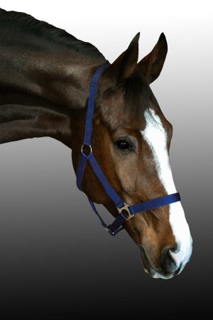 Kantar CANTER CLUB Basis taśmowy granatowy1.jpg