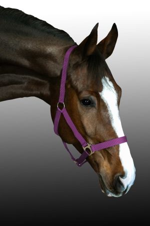 Kantar CANTER CLUB Basis taśmowy winy.jpg