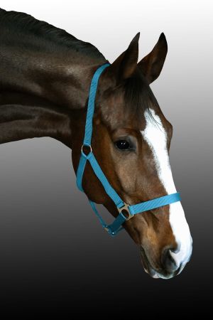 Kantar CANTER CLUB Basis taśmowy turkusowy1.jpg