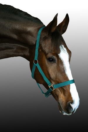 Kantar CANTER CLUB Basis taśmowy butelkowa zieleń1.jpg