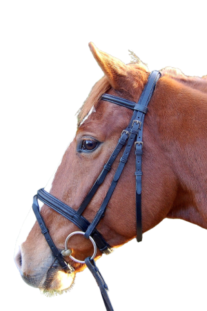 Ogłowie DAW-MAG Accenti Exclusive sportowe podszywane z nachrapnikiem szwedzkim bez wodzy.png